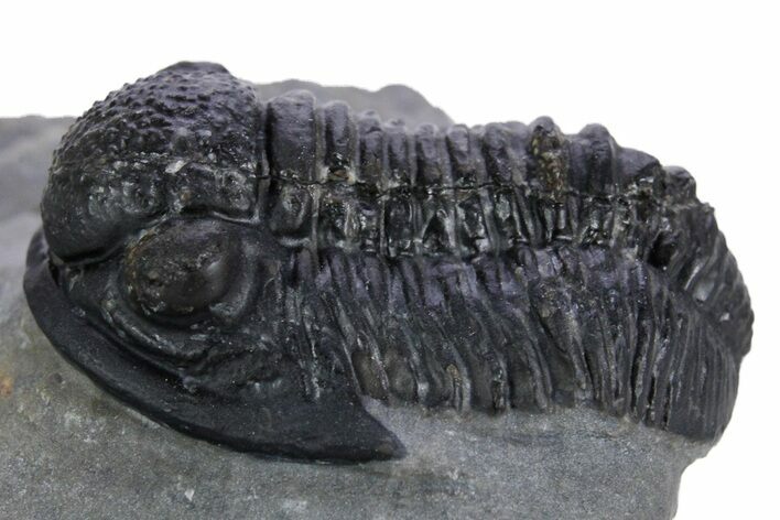 Detailed Gerastos Trilobite Fossil - Morocco #347359